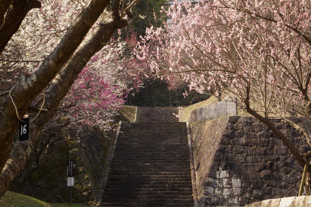 百梅園