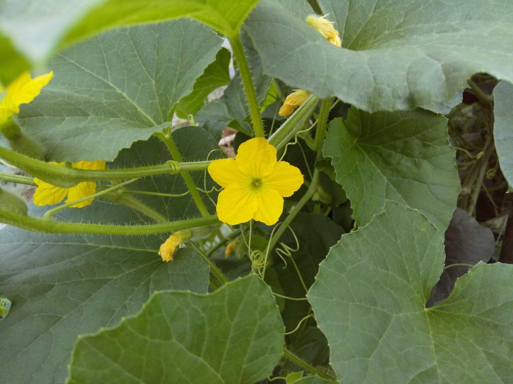 こちらの黄色い可憐な花がメロンの花！