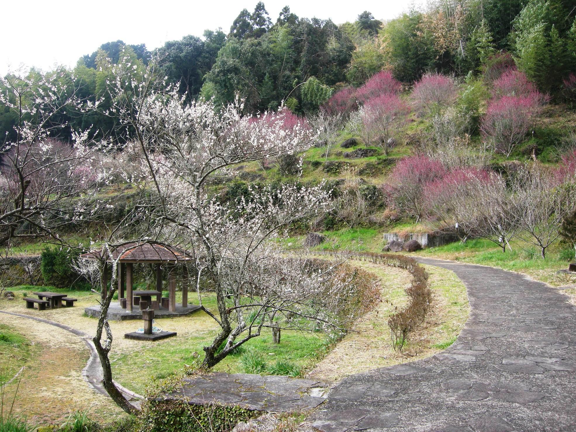 谷尾崎梅林公園