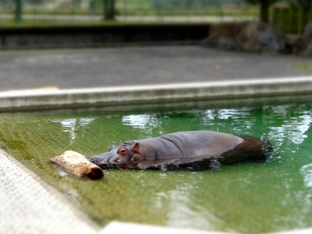 熊本市動植物園