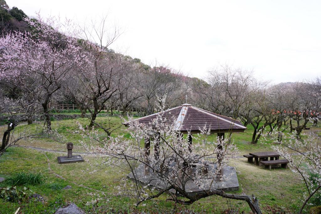 谷尾崎梅林公園