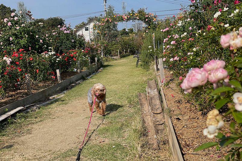 120種類のバラと、アジサイやユリなど、全400種類が植えられている観光農園。なんと、入場無料！