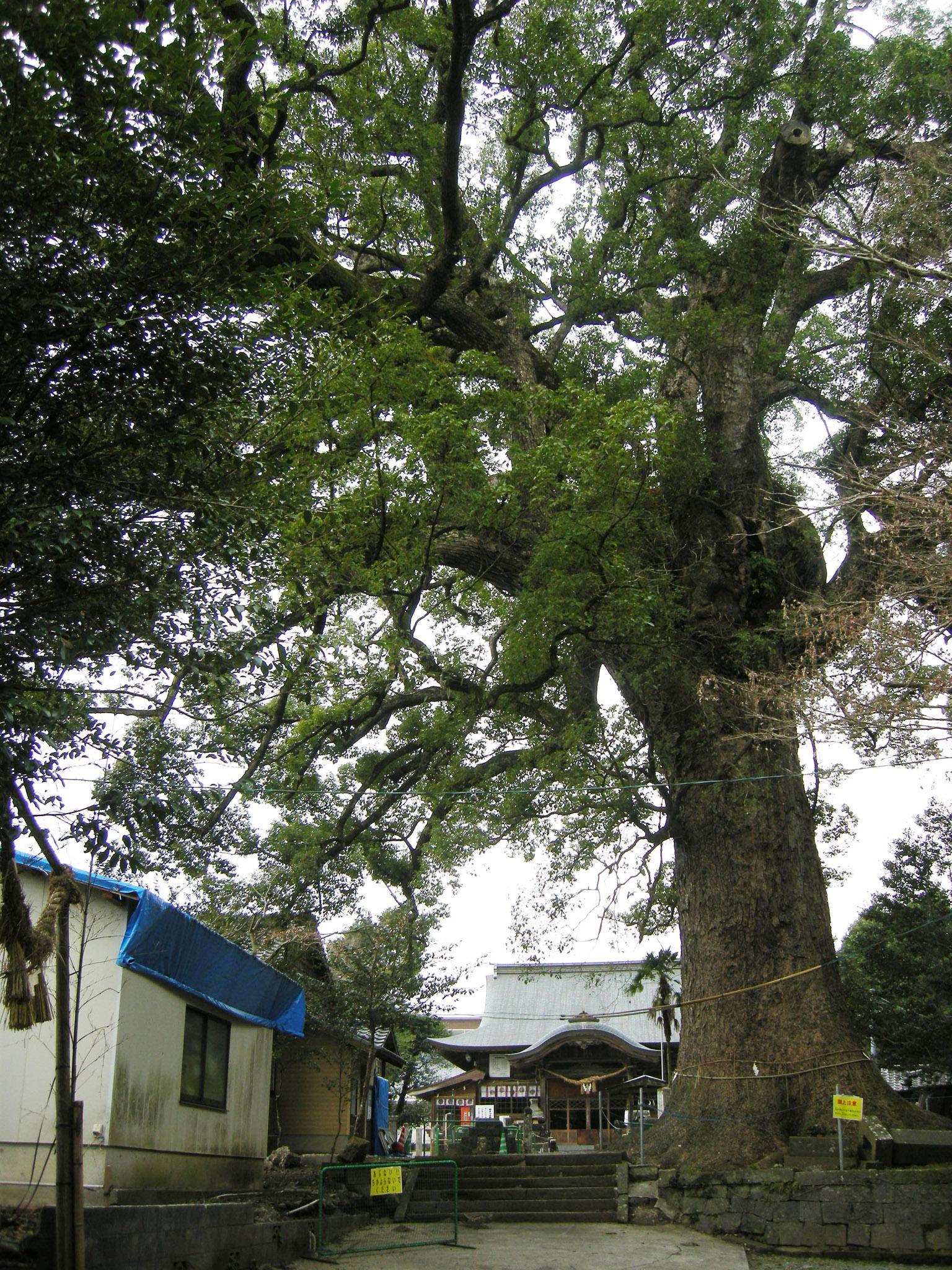 小木阿蘇神社のクス