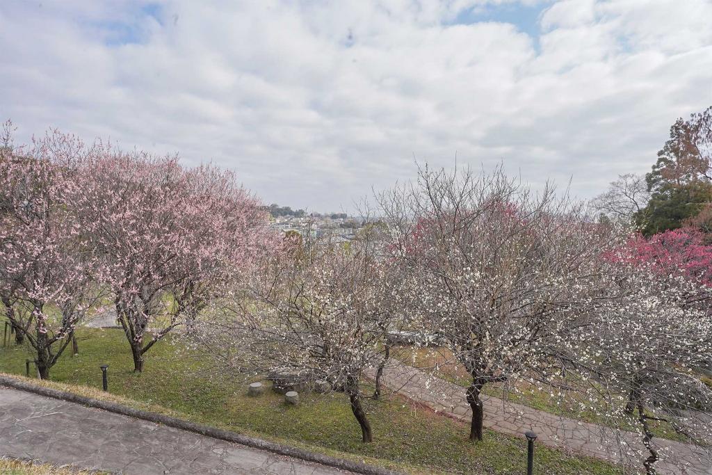 東屋から臨む景色。梅林の奥には街が広がっています