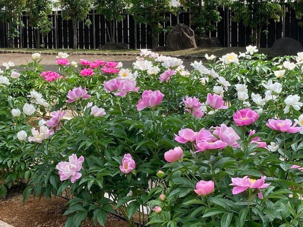 肥後六花のひとつ肥後芍薬（しゃくやく）