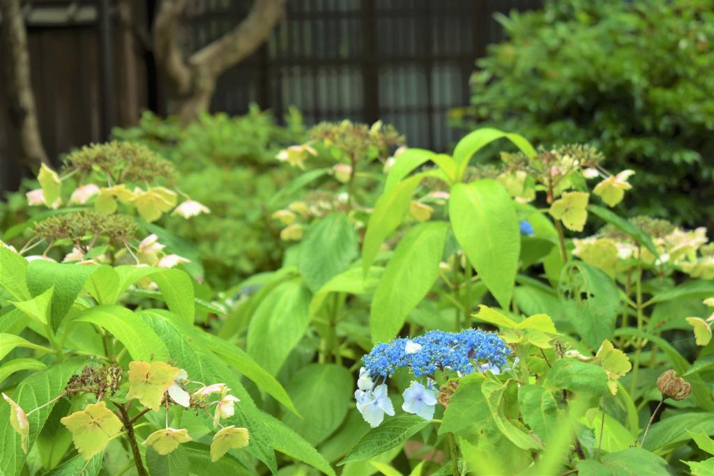 訪問時、控えめながらアジサイが咲いていました