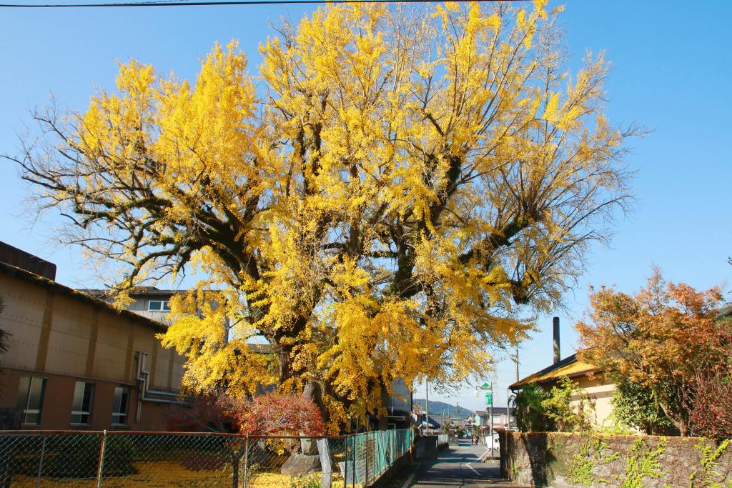 下田のイチョウ