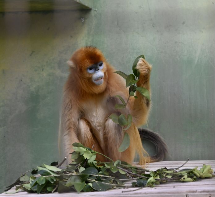 熊本市動植物園のキンシコウの写真