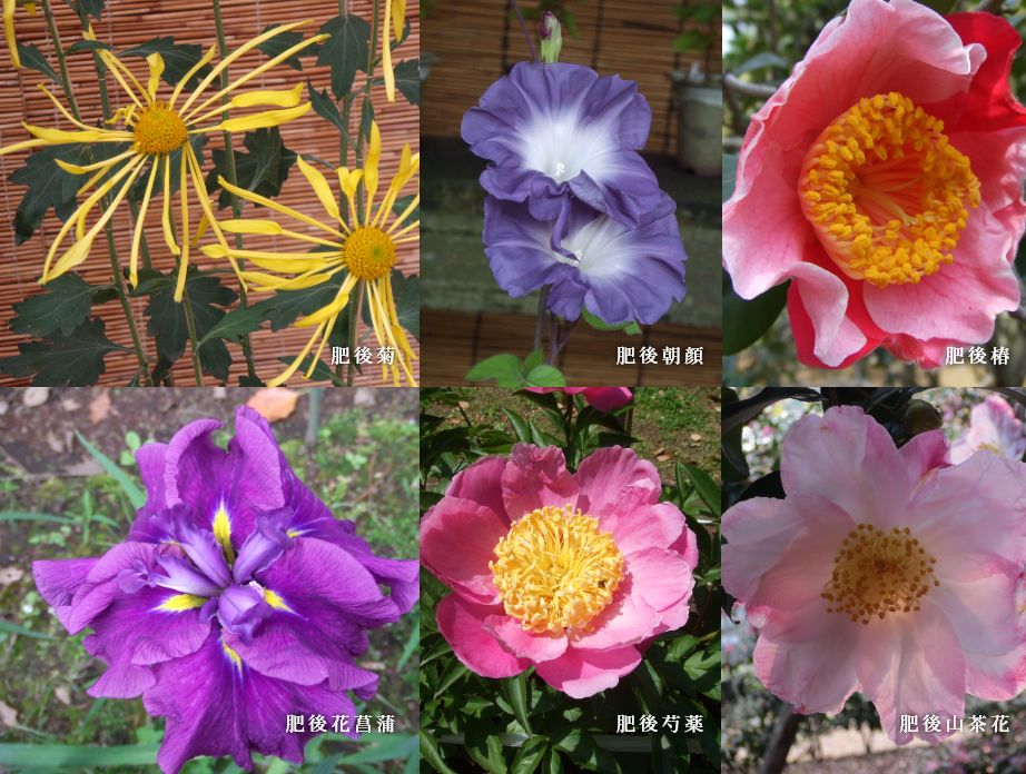 写真：肥後六花