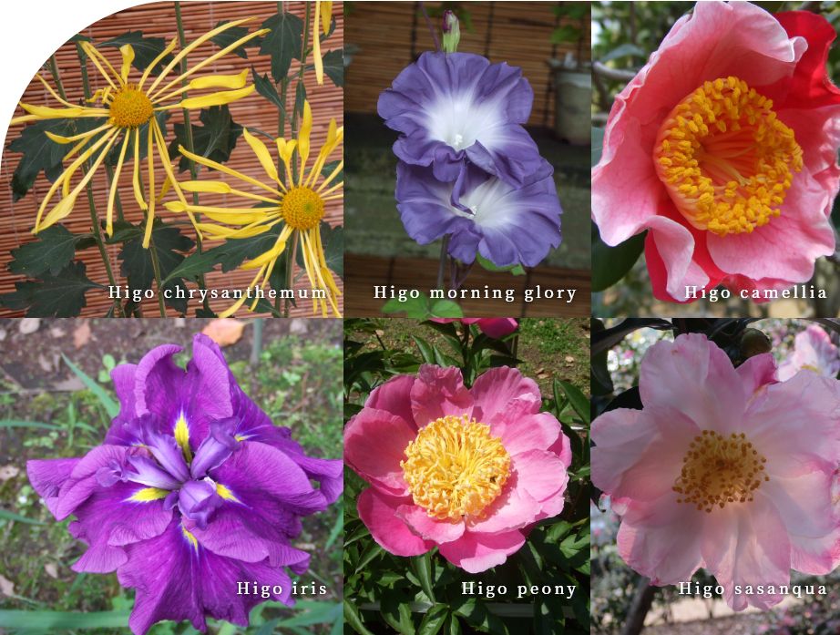 Picture：Higo Rokka (Six Traditional Flowers of Higo)
