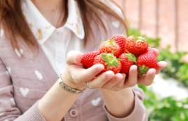 Ça me fait plaisir de récolter plein de fraises.