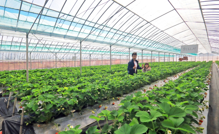 Vous pouvez y manger des fraises « Beni-hoppe » et «Hinoshizuku » à volonté.En plus du tarif pour manger à volonté, il y a aussi le tarif pour rapporter uniquement.(tarif d’entrée : 100 yens pour les collégiens et les plus grands. Gratuit pour les plus jeunes)