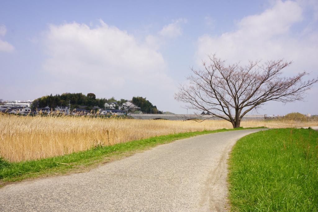 坪井川遊水公園とその周辺 [撮影時期：4月12時頃]