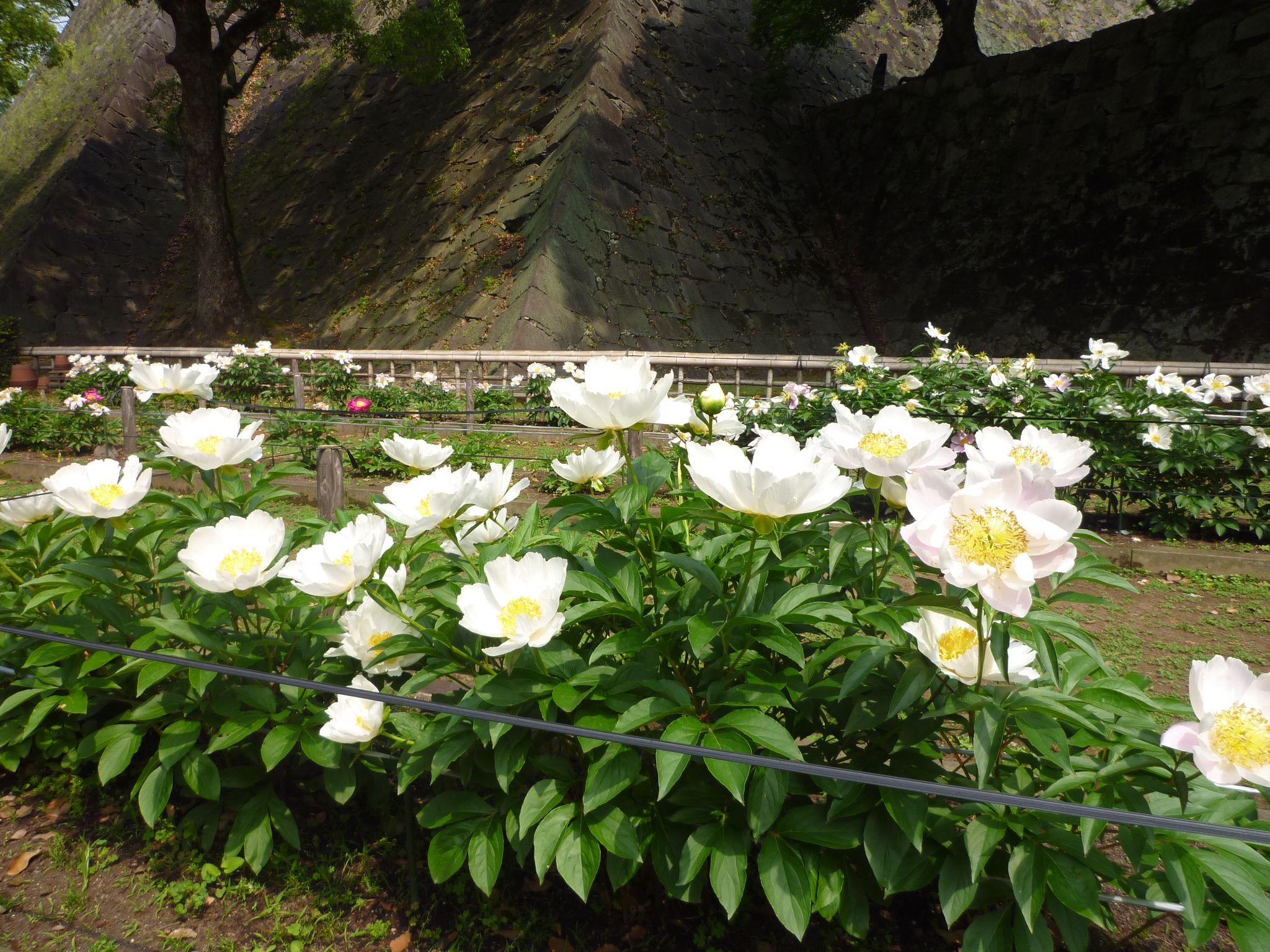 肥後六花(肥後芍薬)