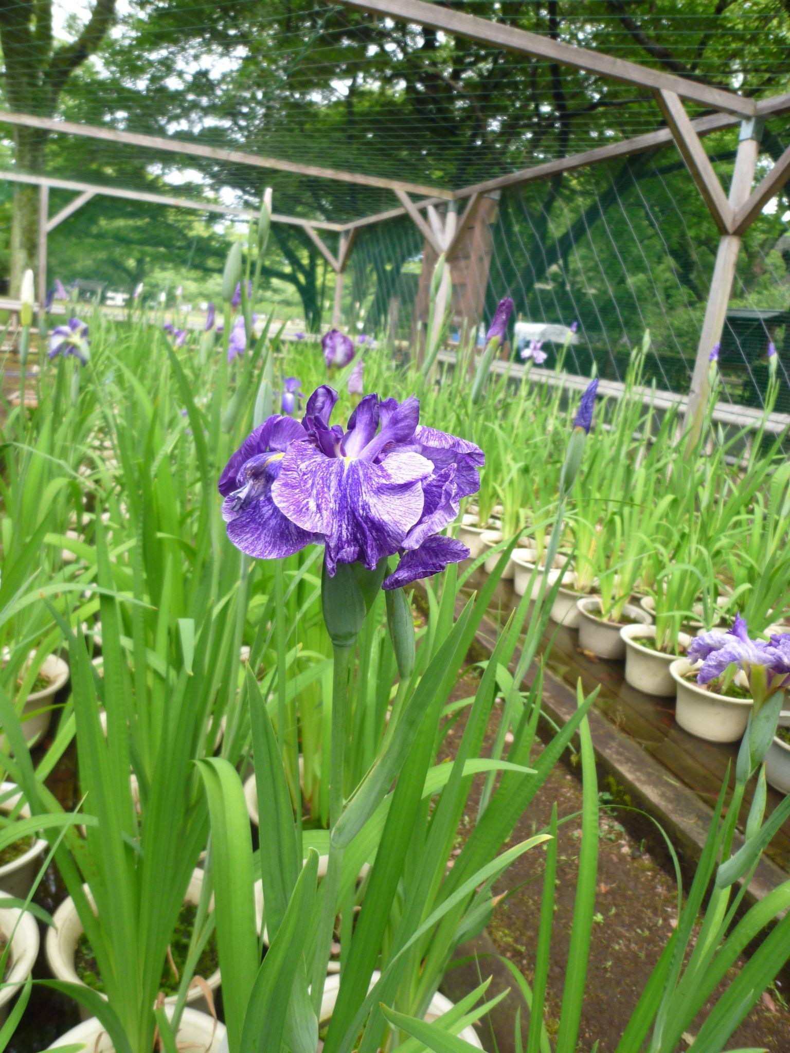 肥後六花(肥後花菖蒲)