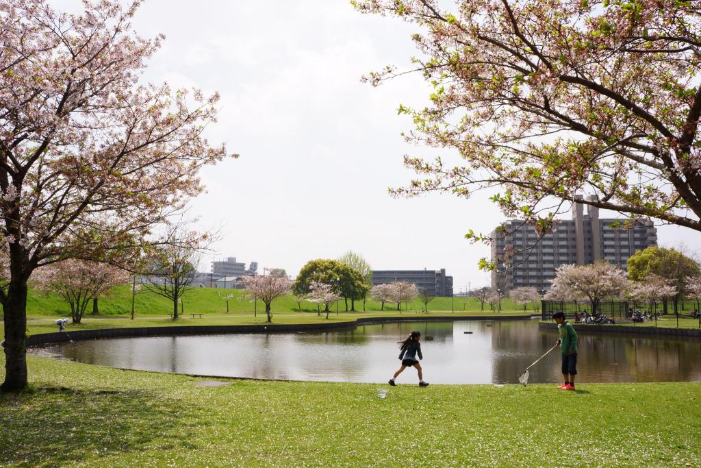 坪井川遊水公園とその周辺 [撮影時期：4月12時頃]