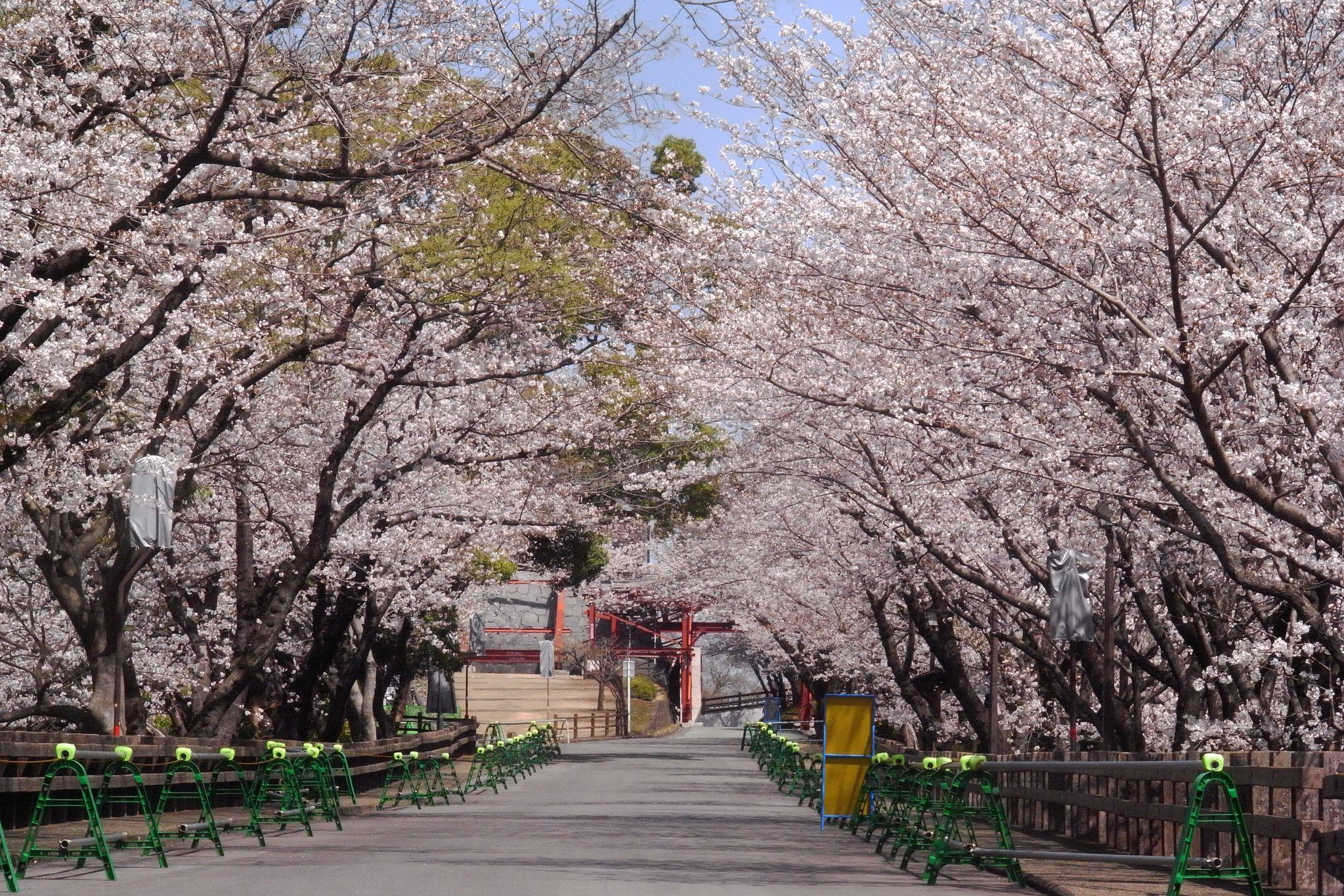 行幸坂(桜)