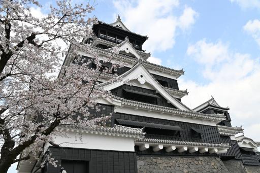 天守閣復旧後(桜)