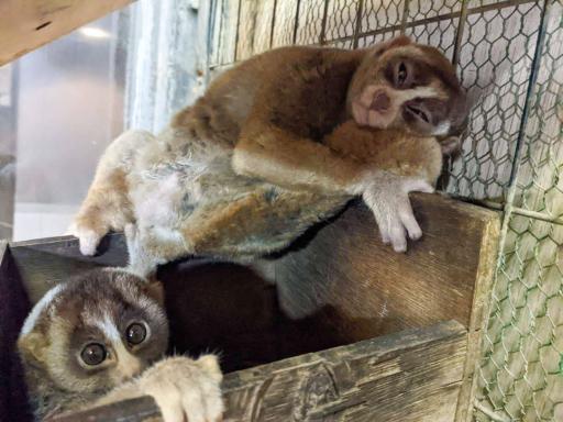 熊本市動植物園