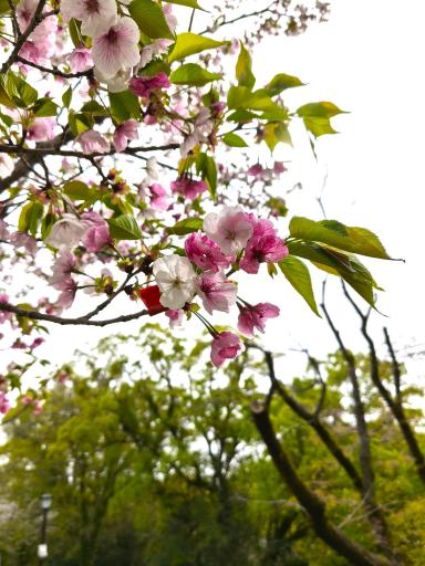 新種の桜　八十姫