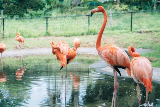 熊本市動植物園