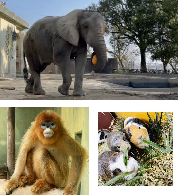 熊本市動植物園